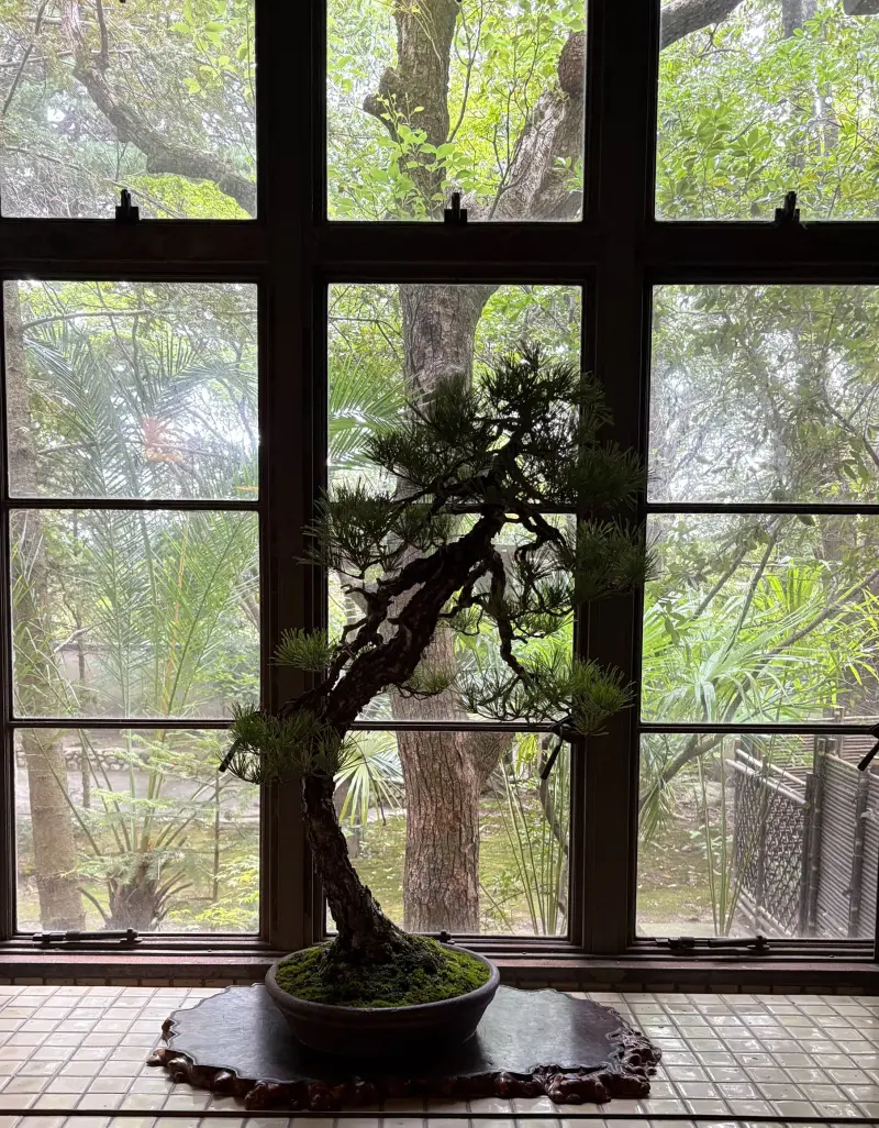 <p>【芦屋芸術祭2025】にて盆栽の展示を行いました。</p>