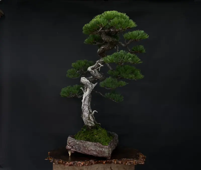 <p>【日本盆栽組織委員長賞受賞】</p><p>藤原健が日本盆栽作風展にて「日本盆栽組織委員長賞受賞」を受賞しました。</p>