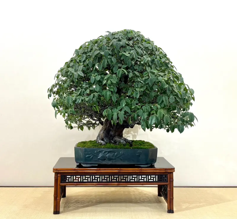 <p>【農林水産大臣賞受賞】</p><p>井浦貴史が日本盆栽作風展にて「日本盆栽組織委員長賞受賞」を受賞しました。</p>