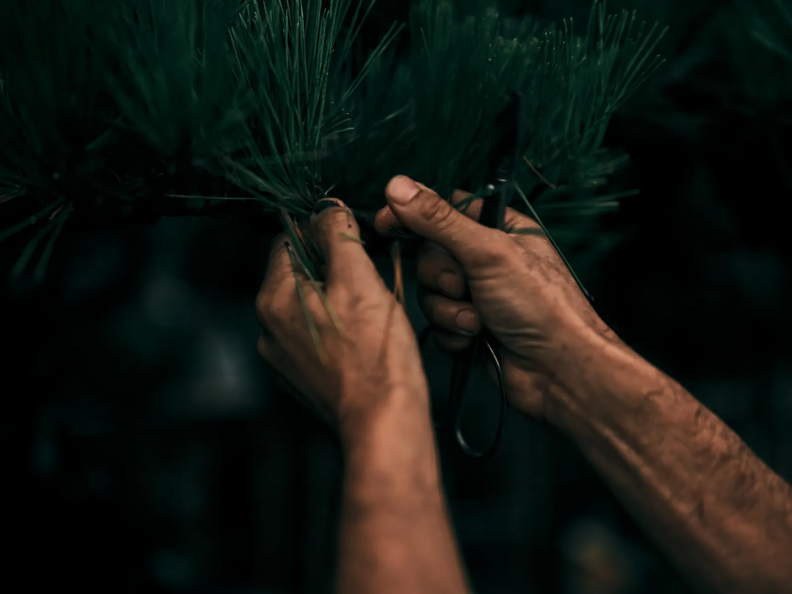 近年盆栽を嗜むシーン